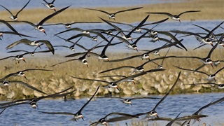A flock of black-winged birds with their wings fully stretched flies low over a tan marsh interspersed with still blue water.